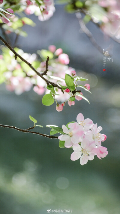 西府海棠盛放，最美胭脂色
摄影@爱植物的梨子
#春分##遇见美好时光##2020，我的春天##你好春天# ​