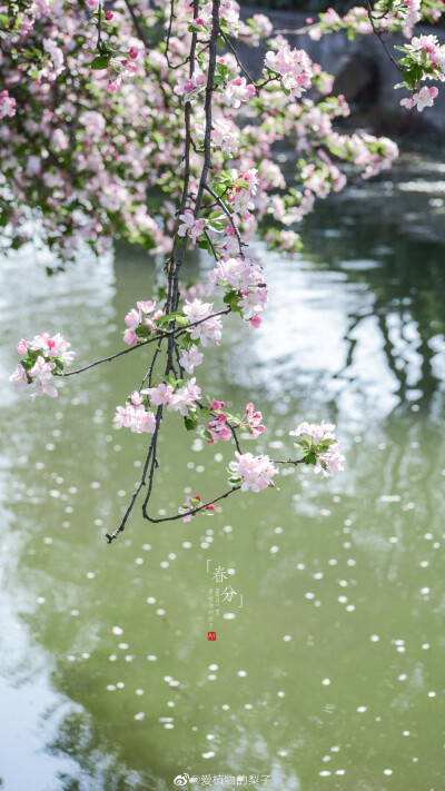 西府海棠盛放，最美胭脂色
摄影@爱植物的梨子
#春分##遇见美好时光##2020，我的春天##你好春天# ​