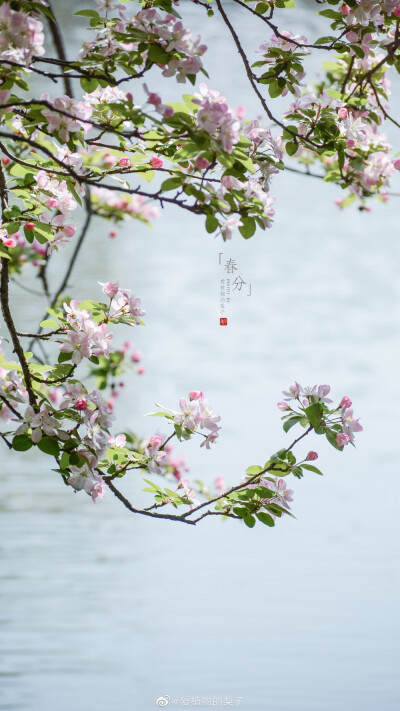 西府海棠盛放，最美胭脂色
摄影@爱植物的梨子
#春分##遇见美好时光##2020，我的春天##你好春天# ​