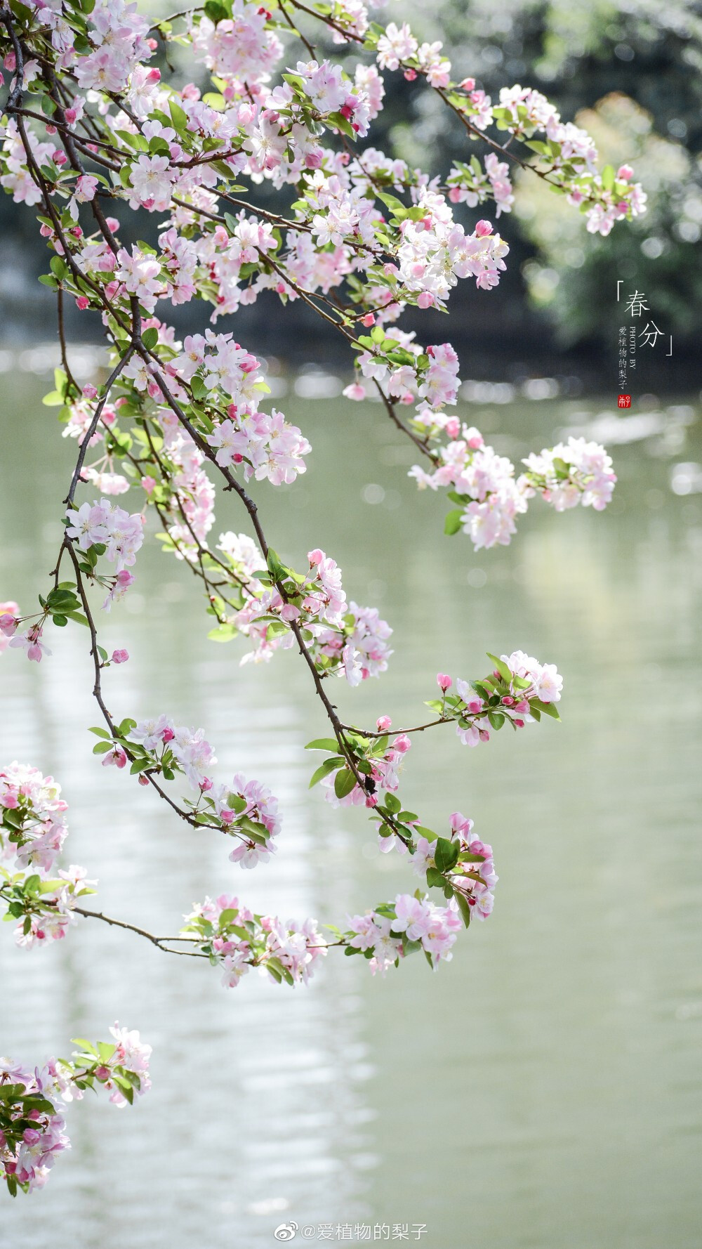 西府海棠盛放，最美胭脂色
摄影@爱植物的梨子
#春分##遇见美好时光##2020，我的春天##你好春天# ​