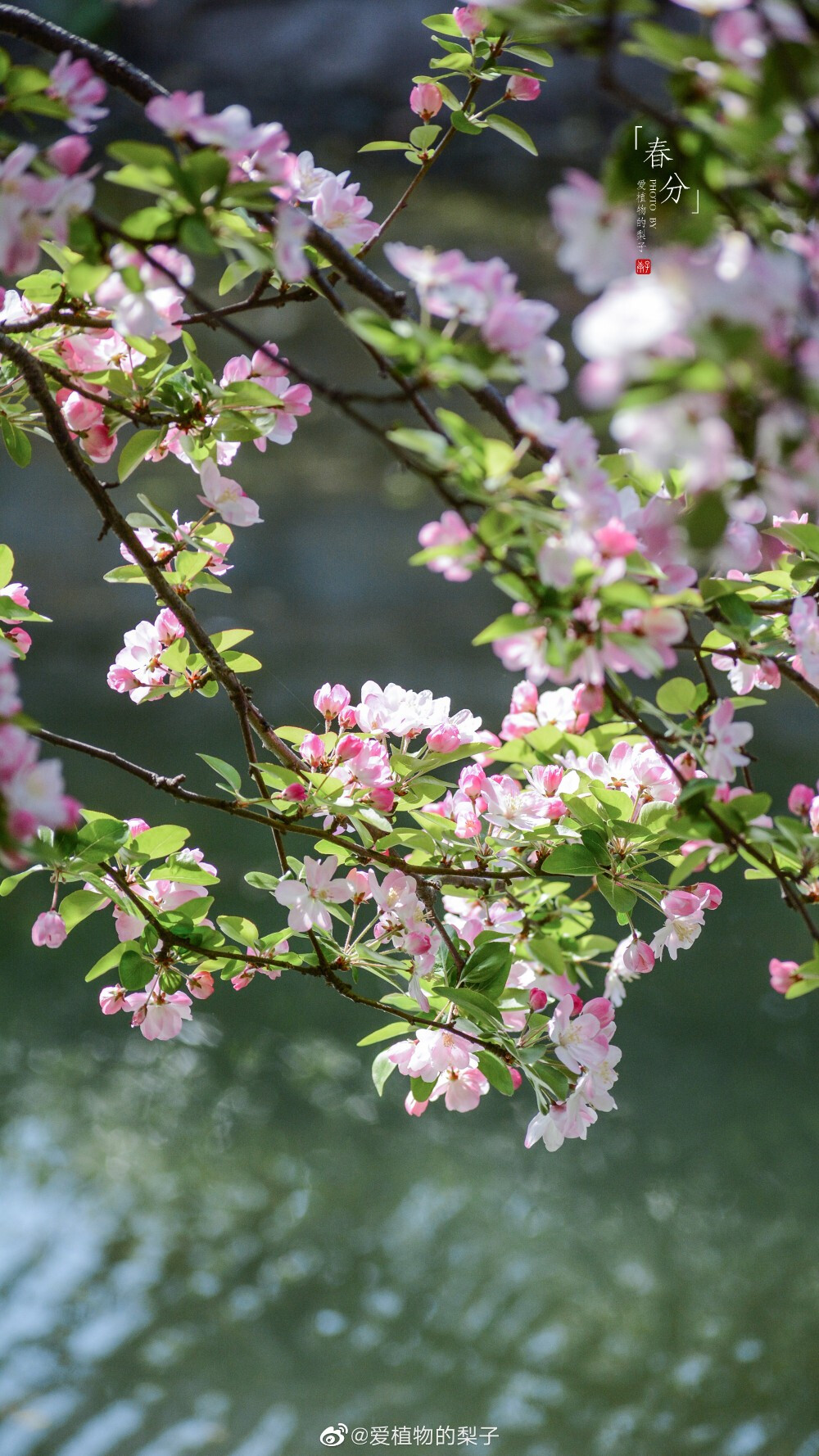 西府海棠盛放,最美胭脂色 摄影@爱植物的梨子 