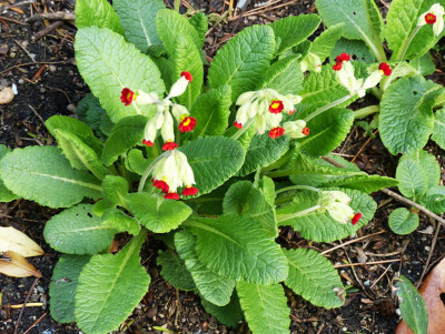 黄花九轮草 Primula veris ‘Sunset shades‘