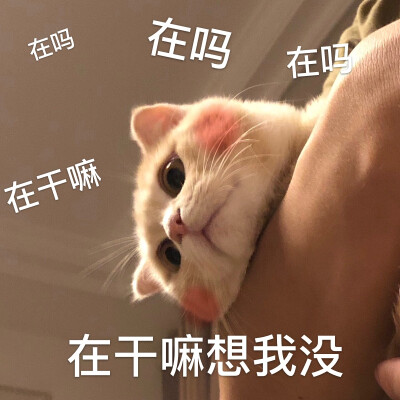 怎么rua都不生气的小猫咪不多了！！！！
（微信表情包请搜【咖喱饭与汤姆1】）