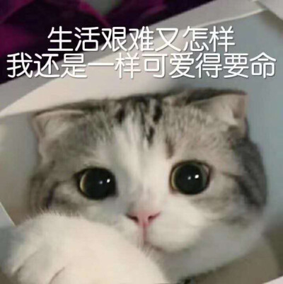 表情