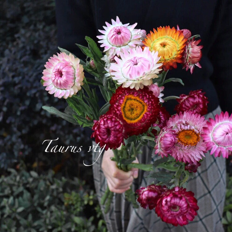 |麦秆菊
天生的油画质感 干花的最好花材
又称不老菊 干燥后依然鲜艳灿烂
是永恒的色彩