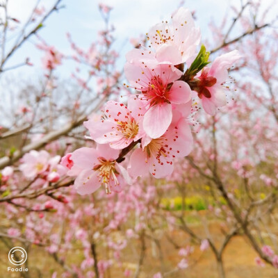 繁花似锦，也似你♡