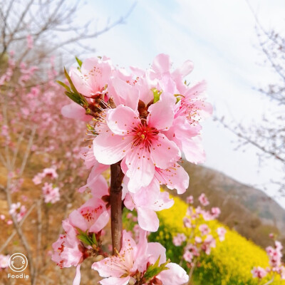 繁花似锦，也似你♡