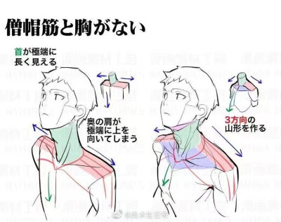 肩膀绘制素材