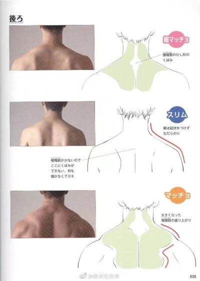 肩膀绘制素材