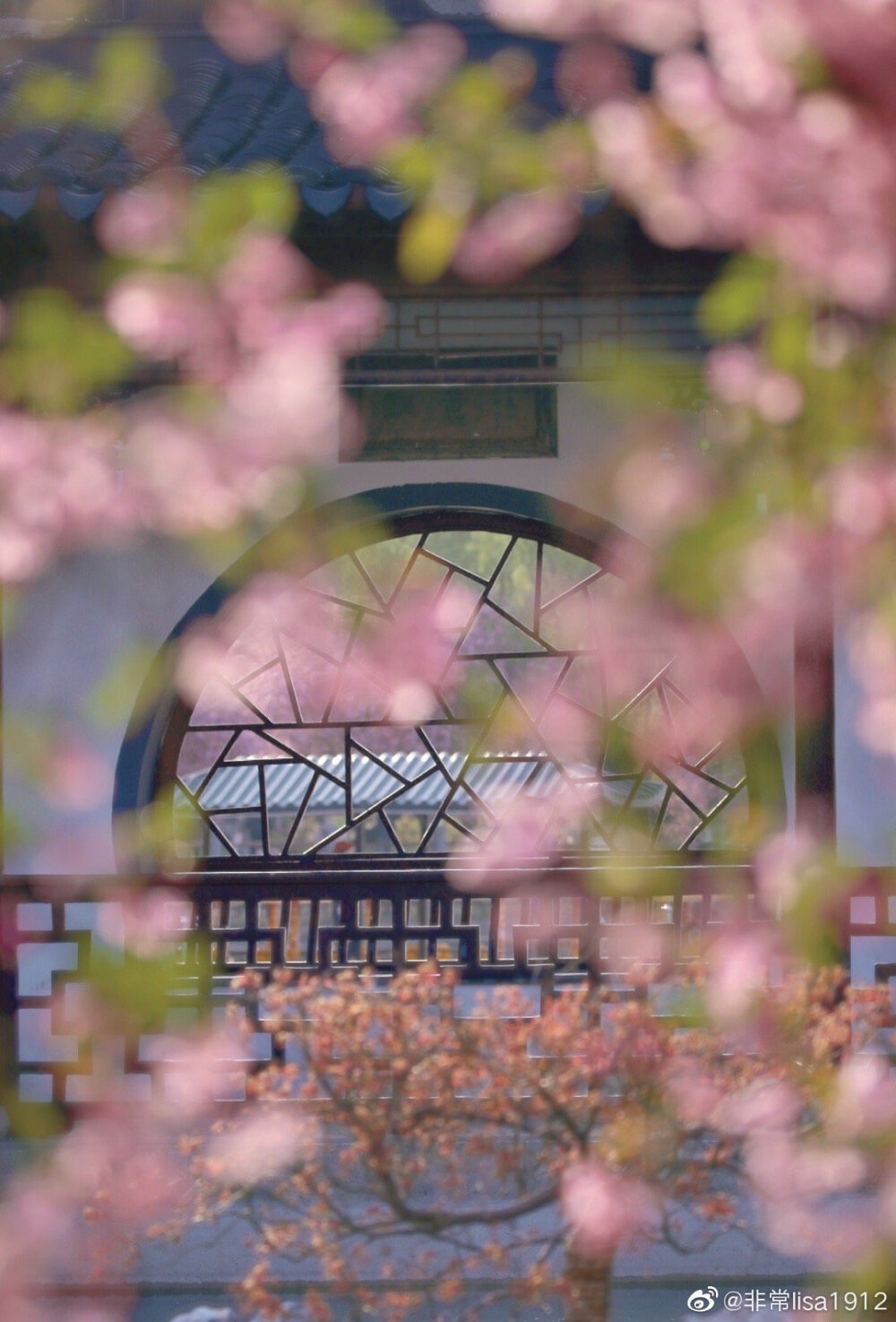 莫愁湖公园，有着南京城里开得最明媚，最繁盛，最理直气壮的海棠花
cr@非常lisa1912
#春天摄影大赛##随手拍##微博摄影大赛##遇见美好时光##随手拍最美春天#