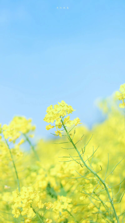 小羊&油菜花
手机壁纸
by伊诺Yi