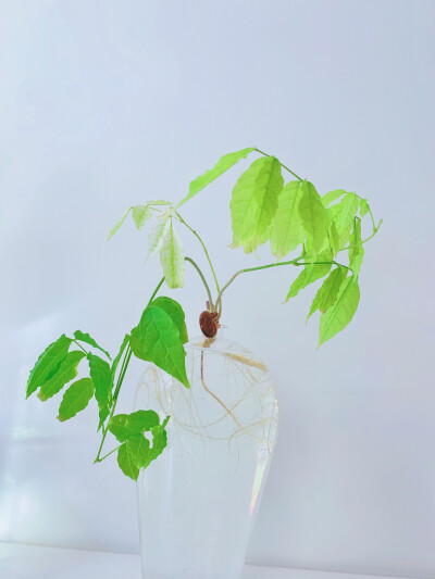 紫藤花种子盆栽水培
喜欢玩种子盆栽的可以进花友交流群微信：370166363