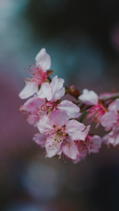 春天了，一起赏花吧