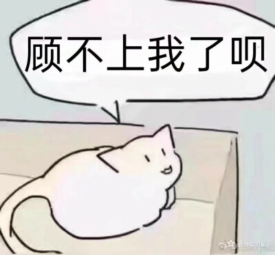 小猫猫