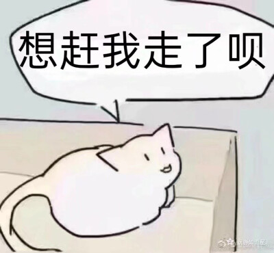 小猫猫