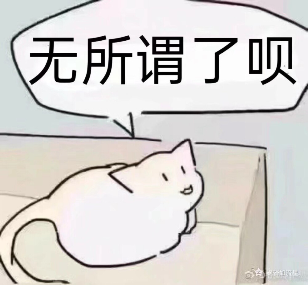 小猫猫