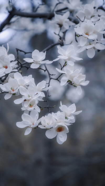 玉兰花壁纸