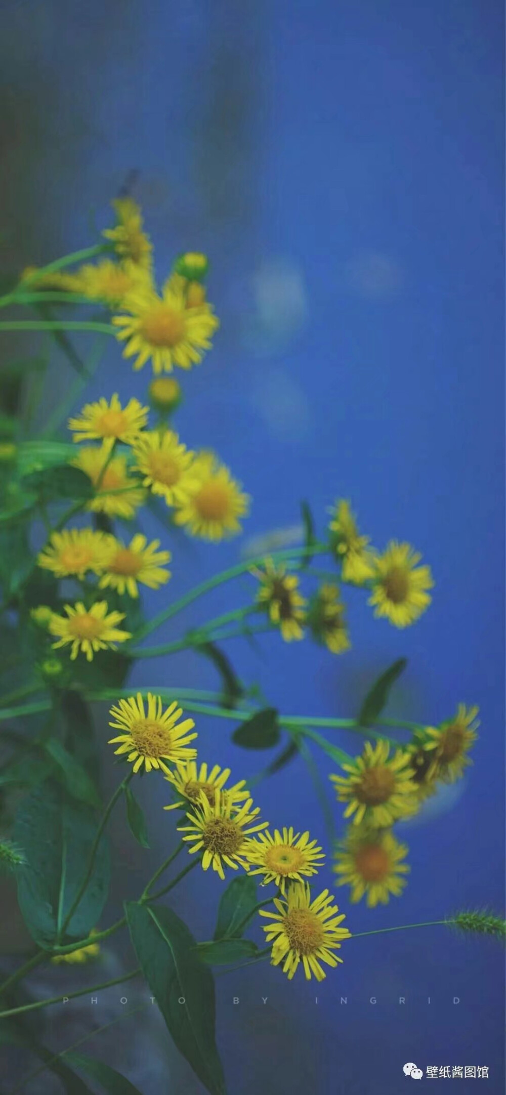 花草·树木
