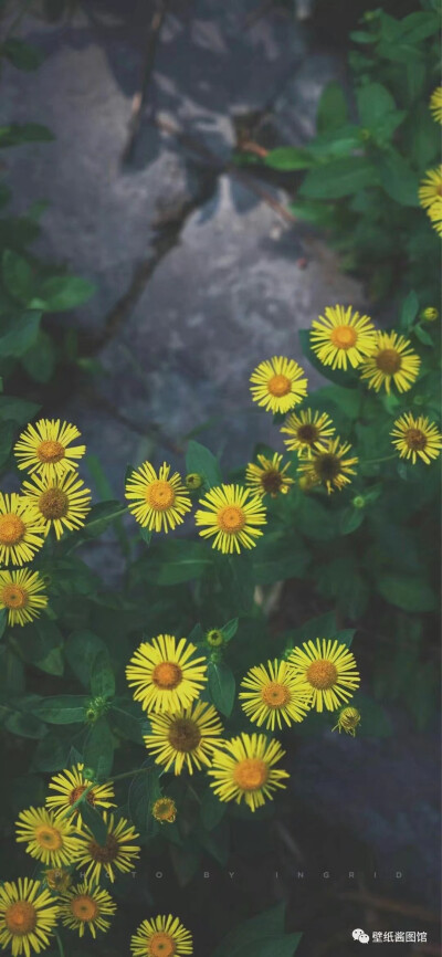 花草·树木