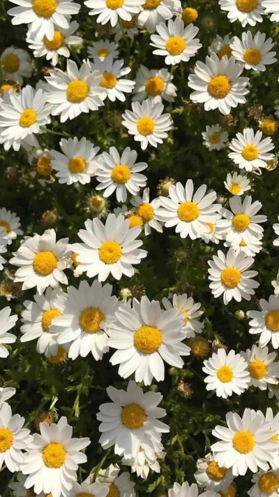 花草·树木