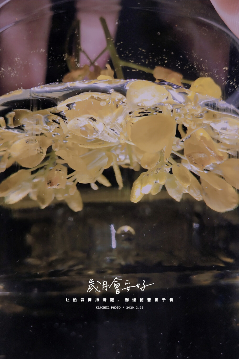 油菜花系列