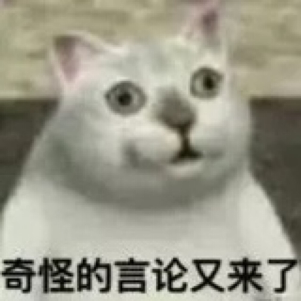 沙雕猫