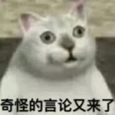 沙雕猫