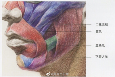 素描教程 头部理解 绘画教程