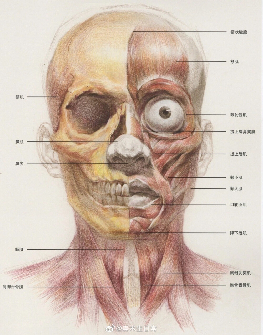 素描教程 头部理解 绘画教程