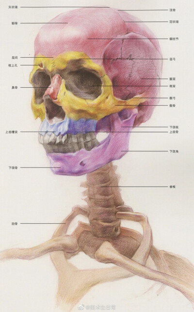 素描教程 头部理解 绘画教程