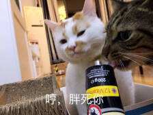 楼楼 猫咪 表情包
可可爱爱 没有脑袋