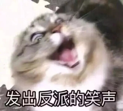 猫咪 可爱 表情包
迷惑行为