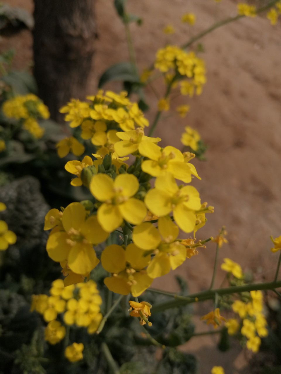 油菜花