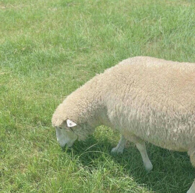 仙气飘飘的背景图