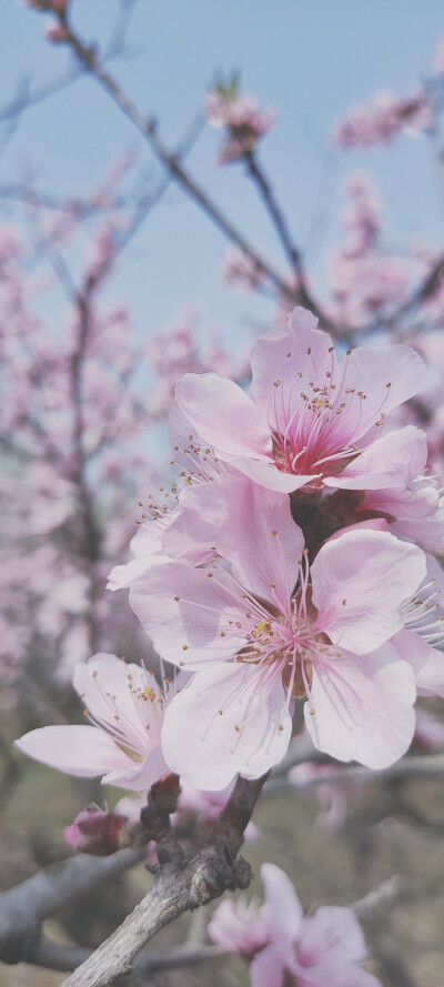 花花 桃花 壁纸