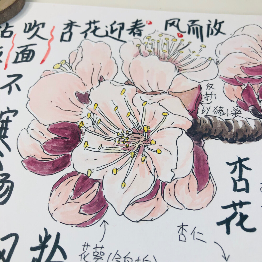 【水彩】杏花