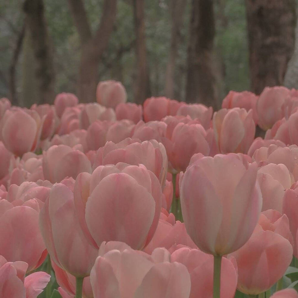 郁金香女孩的快乐