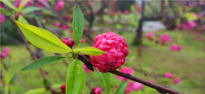 碧桃花开又一年，芳菲烂漫在人间。3月24日，春风送暖，春意萌动。在吉安城南市民广场内的碧桃花迎春绽放。一簇簇、一朵朵，挤满枝头，仿佛在歌唱春天的美好。花朵红彤彤的犹如燃烧的火焰，在春雨的滋润下更加妩媚多…