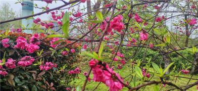 碧桃花开又一年，芳菲烂漫在人间。3月24日，春风送暖，春意萌动。在吉安城南市民广场内的碧桃花迎春绽放。一簇簇、一朵朵，挤满枝头，仿佛在歌唱春天的美好。花朵红彤彤的犹如燃烧的火焰，在春雨的滋润下更加妩媚多…