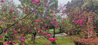 碧桃花开又一年，芳菲烂漫在人间。3月24日，春风送暖，春意萌动。在吉安城南市民广场内的碧桃花迎春绽放。一簇簇、一朵朵，挤满枝头，仿佛在歌唱春天的美好。花朵红彤彤的犹如燃烧的火焰，在春雨的滋润下更加妩媚多…