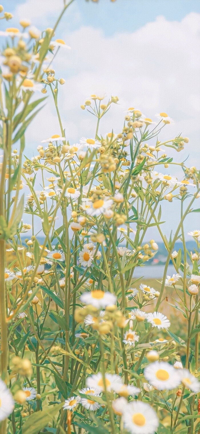 壁纸 春天壁纸
黄色 壁纸 yellow暖光壁纸
朋友圈背景 聊天背景 黄色拼贴素材
《Spring day》
“清晨会再次到来的，无论是怎样的黑暗、怎样的季节，都不会是永远。大概到樱花开了，这个冬日也结束了”
——BTS 《Spring Day》
