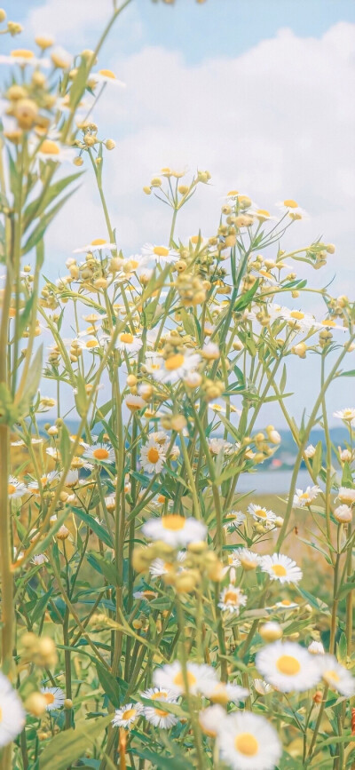 壁纸 春天壁纸
黄色 壁纸 yellow暖光壁纸
朋友圈背景 聊天背景 黄色拼贴素材
《Spring day》
“清晨会再次到来的，无论是怎样的黑暗、怎样的季节，都不会是永远。大概到樱花开了，这个冬日也结束了”
…