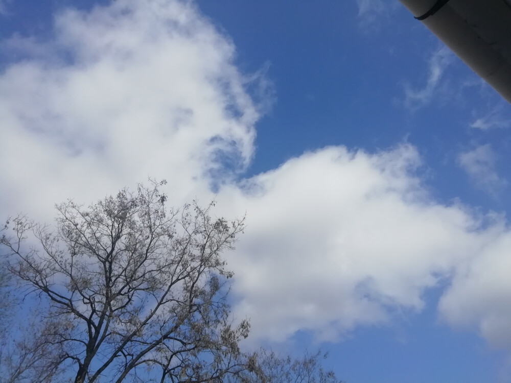 天蓝得不知所终，肥大松软的白云