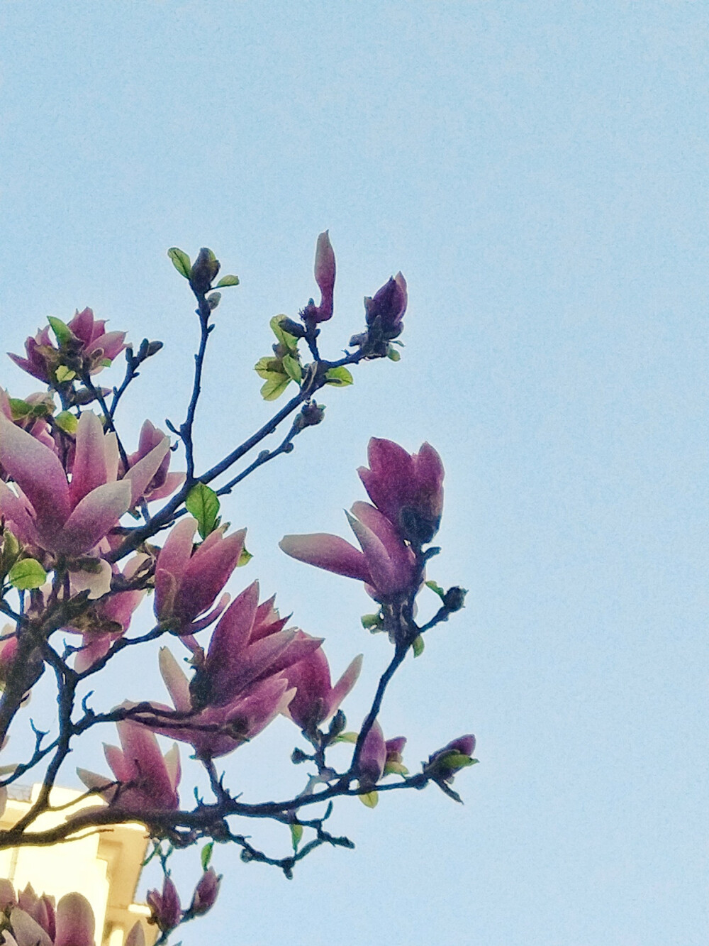 玉兰花开，好运到来~