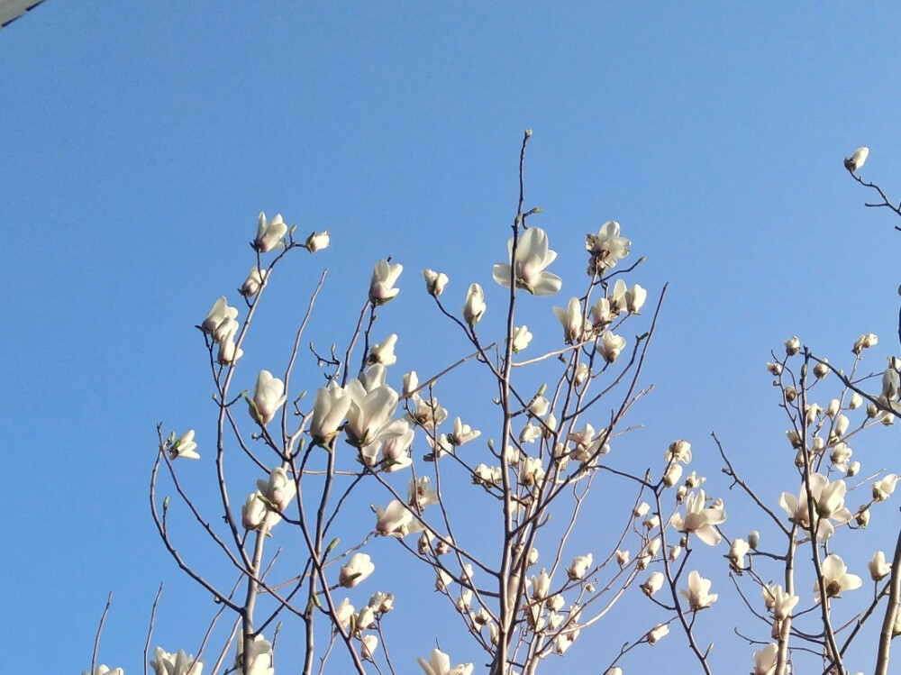 玉兰花开，好运到来~