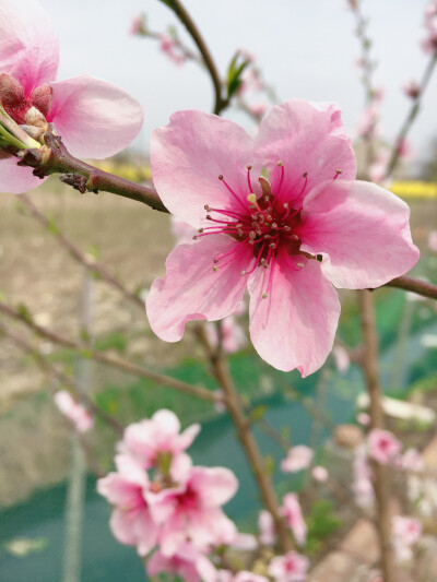 桃花