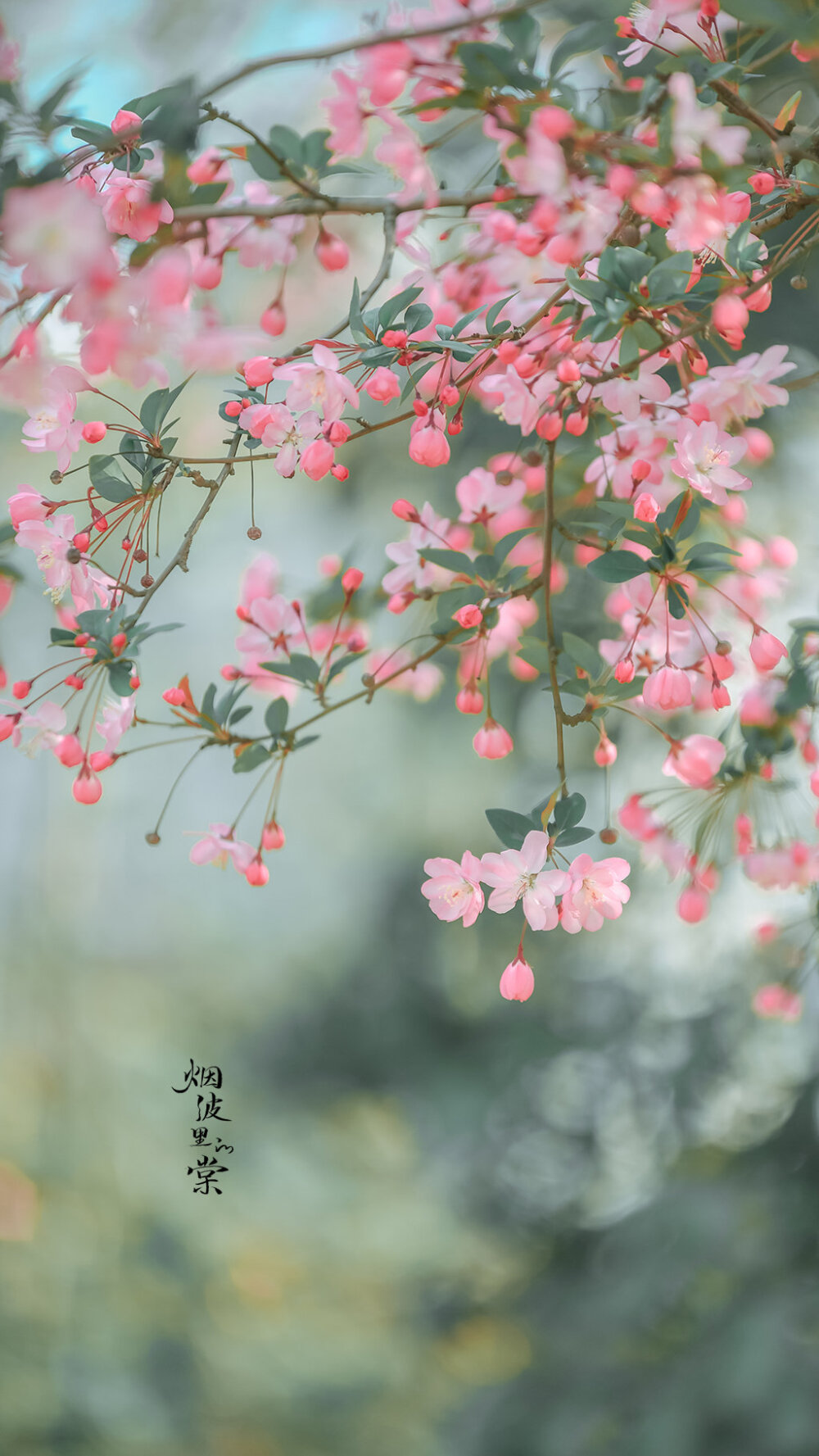 摄影小清新海棠花