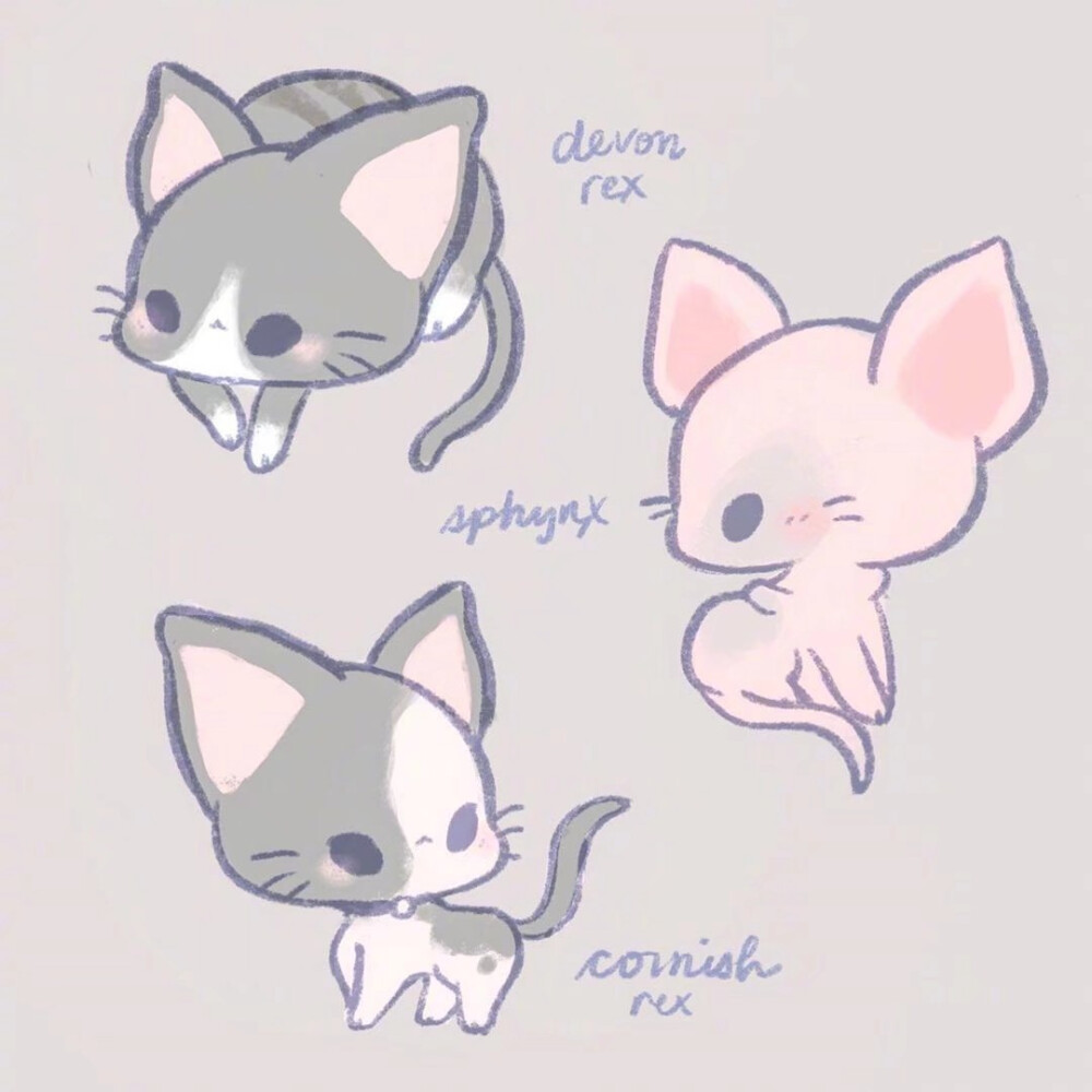 可爱 萌宠 动漫 肉肉 太可爱了