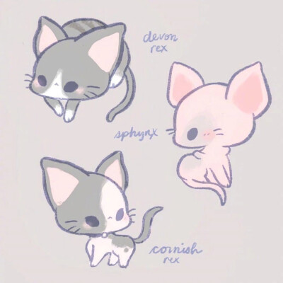 可爱 萌宠 动漫 肉肉 太可爱了