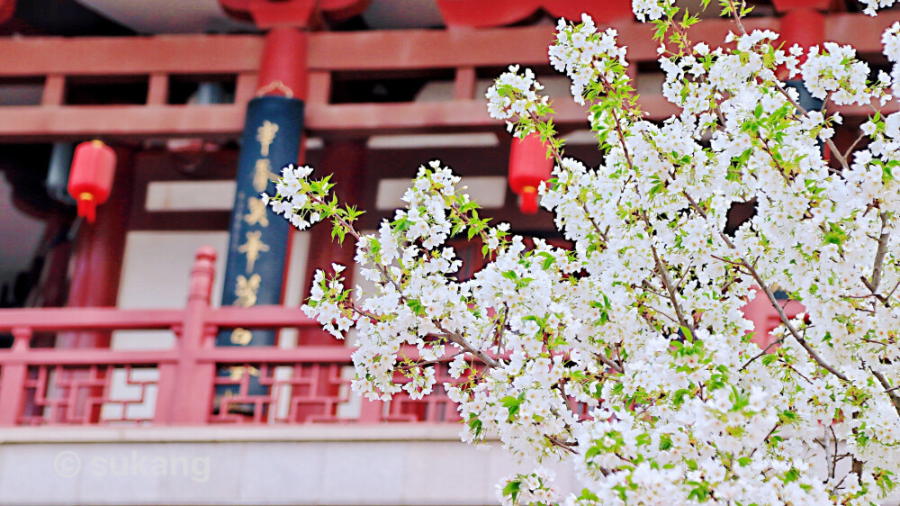 大唐芙蓉园.白樱